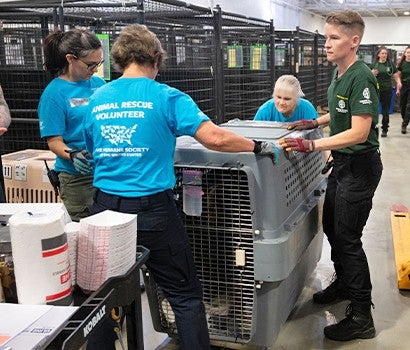 A group of volunteers help to transport a rescue dog from the crate to a rehabilitation center