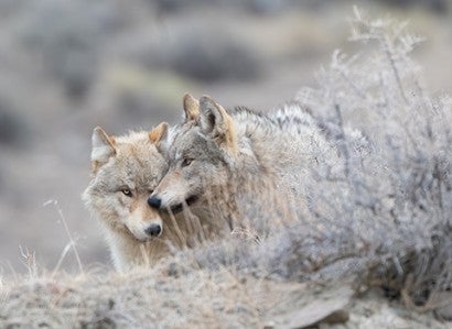 Wild wolves huddling in a field