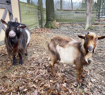 Goats Mocha and Frappe enjoy time together in their new home: Happy Trails Farm Animal Sanctuary in Ohio.