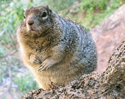 Photo of an overfed squirrel.