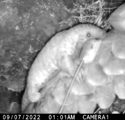 Wildlife camera picture showing Cory with a pup clinging to her tail.