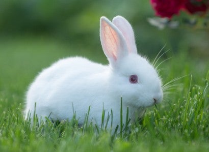 White bunny in grass by garden