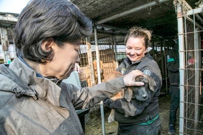 Korean National Assembly member Insoon Nam (left) and her staff joined Humane Society International rescuers—including Kelly Donithan—during the dog meat closure in Chungcheong province.