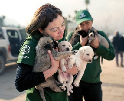 Claudia Edwards (front) of HSI/Mexico and Grettel Delgadillo of HSI/Latin America comfort rescued puppies.
