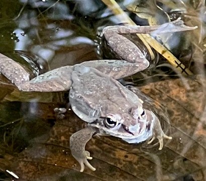 Brown frog in a pond