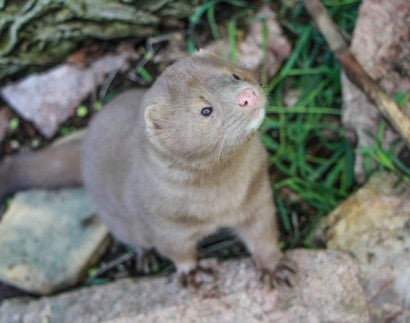 Image of a mink at a sanctuary