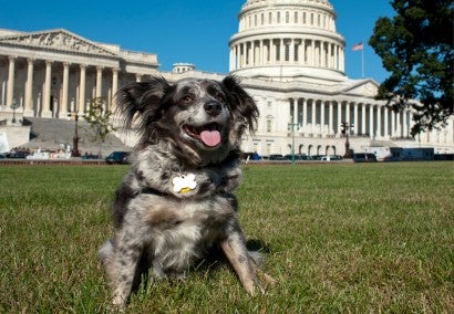 Dog in front of the Capitol building on a sunny day