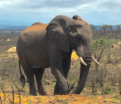 An elephant stands alone amidst scrub brush and open plains.