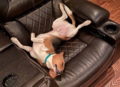 Copper the beagle lying on a couch.