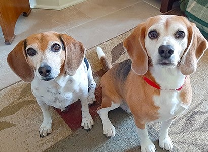 Ella the beagle with her adopted sister Daisy.
