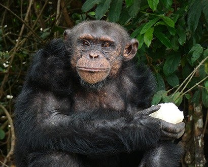 Lolo eats a rice ball on the island he shares with other chimps.