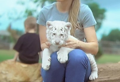 Maximus - a white tiger cub used for photo shoots at Tiger Safari