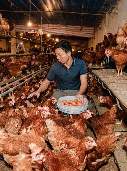 Man feeding chickens in a certified cage-free farm.