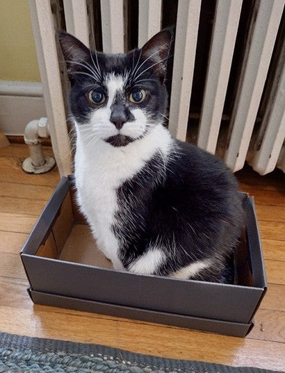 Pepper, a black and white cat, sits in a shoe box.