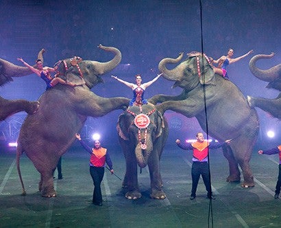 Elephants performing in a Ringling circus.