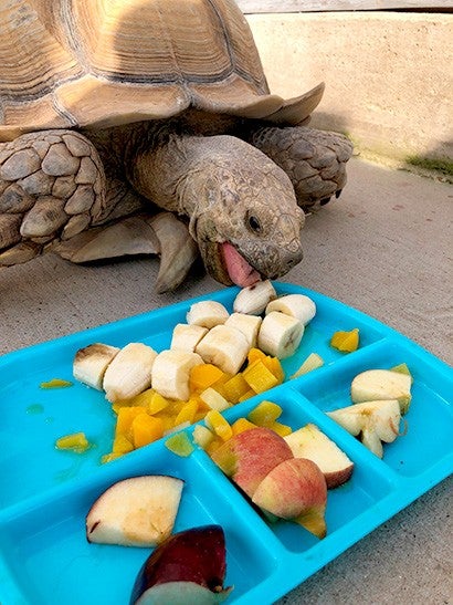 Tortoise eating a plate of food.