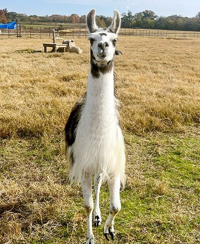 A llama stands in a field at Black Beauty Ranch.