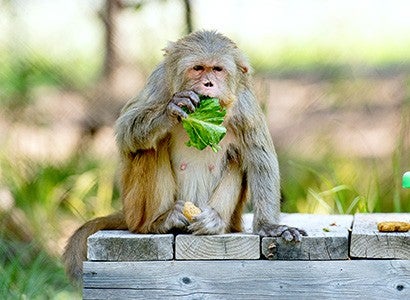 A macaque eating a leaf of lettuce.