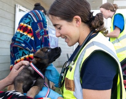 RAVS member pets small puppy during check up