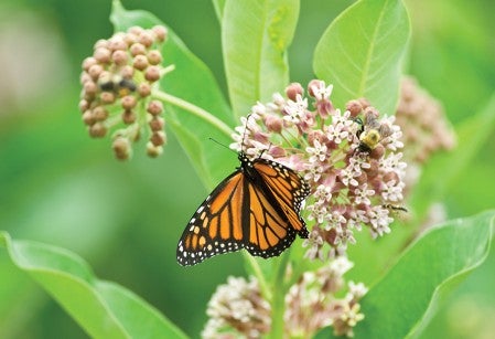 Monarch butterfly in flowers