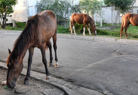 Horses eating in the street