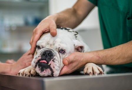 Sick bulldog being examined at a vet