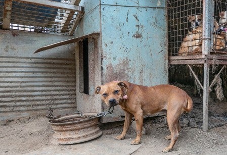 Dogs in filthy conditions at a dog meat farm in South Korea