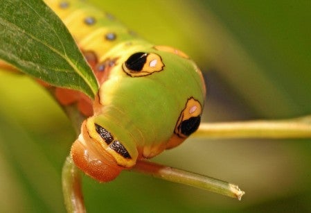 a green spicebush swallowtail caterpillar munches on a leaf