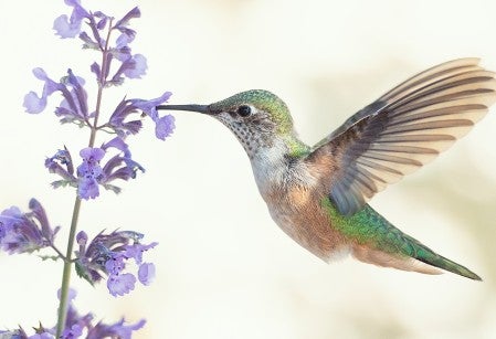 Hummingbird stopping at a flower to eat