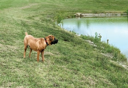 Mir the dog surveying a pond on a large property that is now his home.