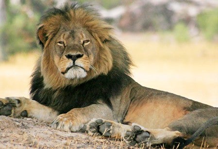 Cecil the lion lounges in the shade
