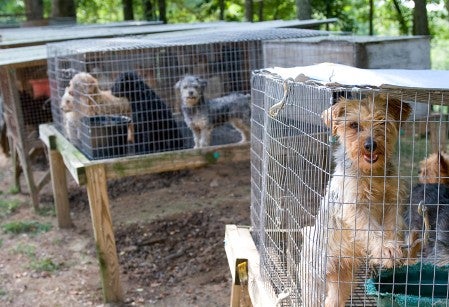 Rows of outdoor rabbit hutches used for housing dogs at a puppy mill.