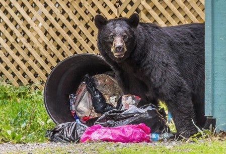 Black bear looking for food in a trash can.