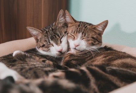 Two cats cuddling on a soft bed with their eyes closed