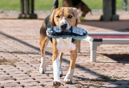 Photo of a beagle with a toy in it's mouth