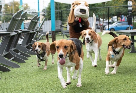 4 beagles running