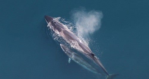 A fin whale mom with swimming with their calf