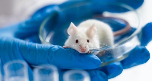 Mouse held in a petri dish