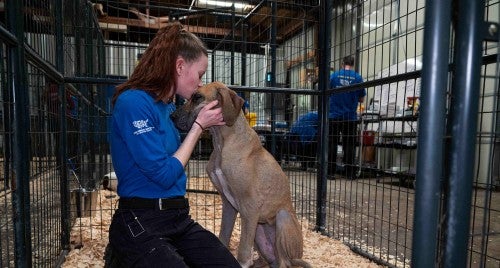 A person hugs a dog at a temporary shelter