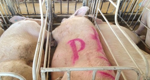 Pigs confined in cramped conditions at a breeding facility