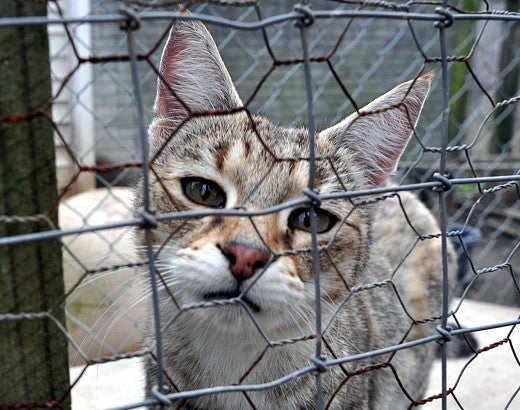 Neglected cat looking through wire cage - fight animal cruelty and stop animal abuse