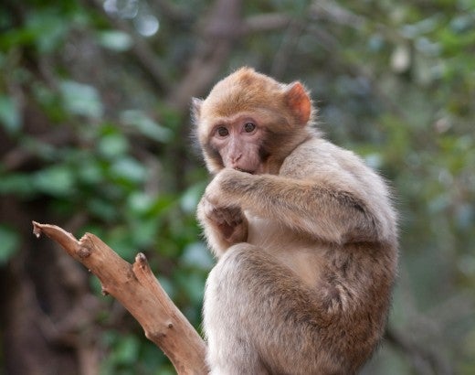 Wild macaque monkey in a tree. Monkeys are often victims of illegal wildlife trade.