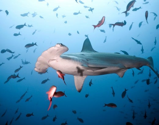Scalloped hammerhead shark swimming in Cocos Iceland, Costa Rica