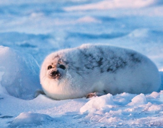 Seal pup starting to turn black