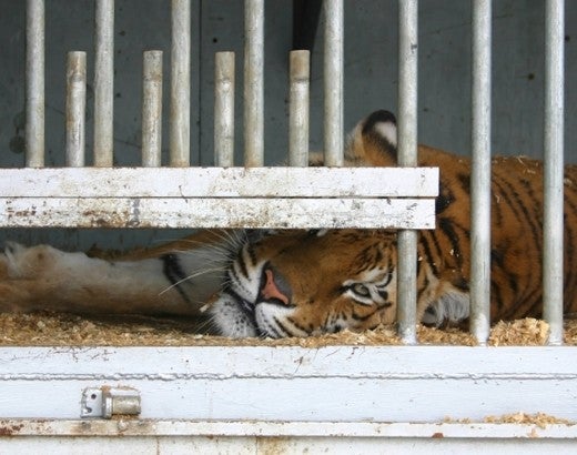 Captive animals in zoos and circuses, like this tiger, are suffering