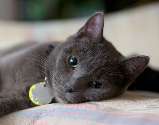 gray cat relaxing