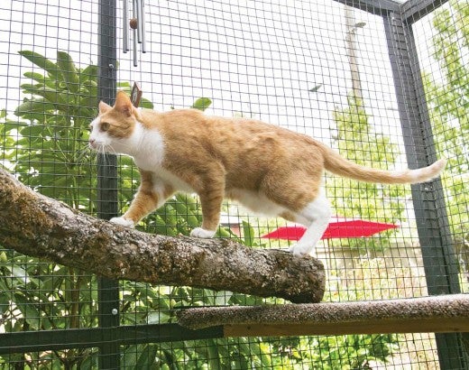 Cat walking on tree limb within a safe catio enclosure
