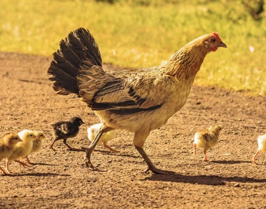 Chicken with baby chicks, crossing a pathway