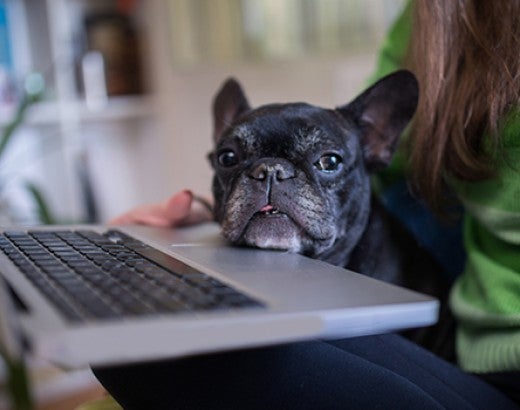 Dog resting her chin on a laptop
