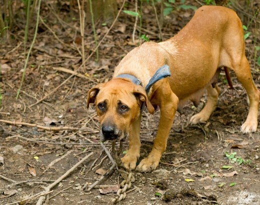 Rescue dog from North Carolina animal fights  